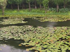 -贡湖湾湿地公园