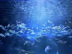 -华夏文旅海洋公园