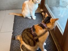 -Again Coffee Roaster(香蜜湖店)