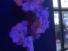 -考拉拉音乐酒吧