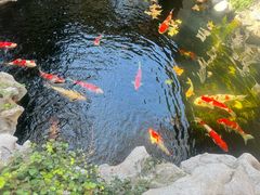 -鲤院·新中式美学·庭院餐厅(夫子庙店)