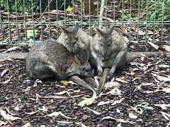 -费瑟代尔野生动物园