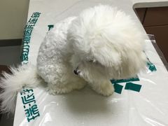 -瑞派宠物医院·24h·骨外科·皮肤科·全科宠物医疗转诊中心(沈阳浑南院)