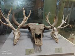 -烟台自然博物馆