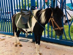 -芜湖新华联大白鲸海洋公园