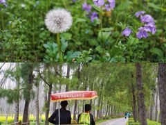 -合肥滨湖国家森林公园
