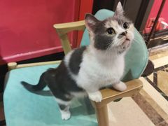 -猫色咖啡·猫咖