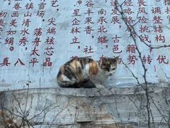 -抱犊寨风景区