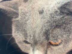 -瑞鹏宠物医院·骨科·猫科·内科(第一中心)