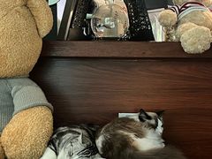 -咖法森林·咖啡  酒吧(天河店)