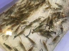 -芭提雅Amporn Seafood自助餐厅