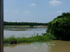 -大湾区中央湿地公园