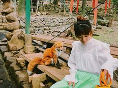 -宫城藏王狐狸村