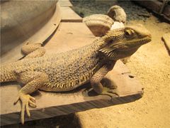 -费瑟代尔野生动物园