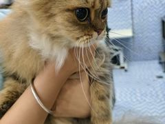 -宠颐生宠物医院·异宠猫科内科·诊疗中心宠巢店