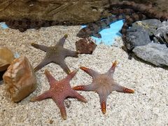 -芜湖新华联大白鲸海洋公园