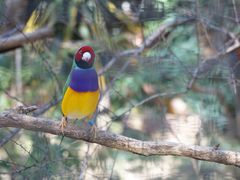 -费瑟代尔野生动物园