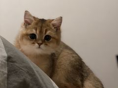 -猫大福·Fortune Cat猫舍(百子湾店)