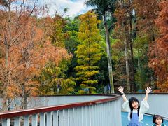 -银湖山郊野公园-相思林