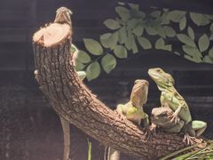 -上海大自然野生昆虫馆(东方明珠·爬宠昆虫探索中心)