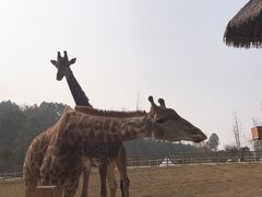 -黄龙溪欢乐田园
