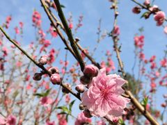 -桃花涧