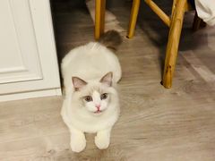 -Bastet sally猫舍购宠(静安店)