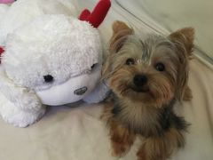 -PETKIT 小佩宠物·低压洗护·美容·寄养(安远店)