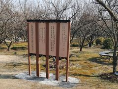 -香雪海