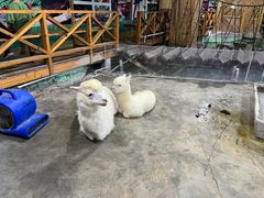 -上海大自然野生昆虫馆(东方明珠·爬宠昆虫探索中心)