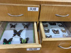 -上海大自然野生昆虫馆(东方明珠·爬宠昆虫探索中心)