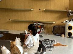 -飞行喵MR PILOT|猫舍·猫咖(静安大融城店)