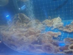 -福禧荟·海鲜自助