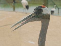 -盐城丹顶鹤湿地生态旅游区