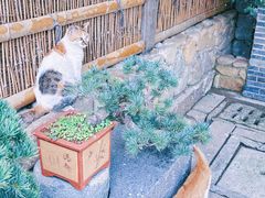 -龙华寺