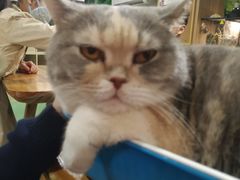 -藦茜花园宠物主题亲子互动体验馆(国顺东路店)