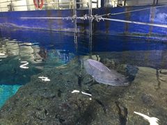 -暹罗海洋世界