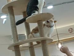 -喵园·猫主题咖啡厅·撸猫·猫咖(国贸店)