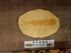 -大连自然博物馆