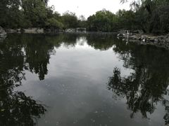 天鹅湖-北京动物园