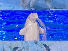-海合安青岛极地海洋公园