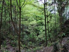 -南山植物园