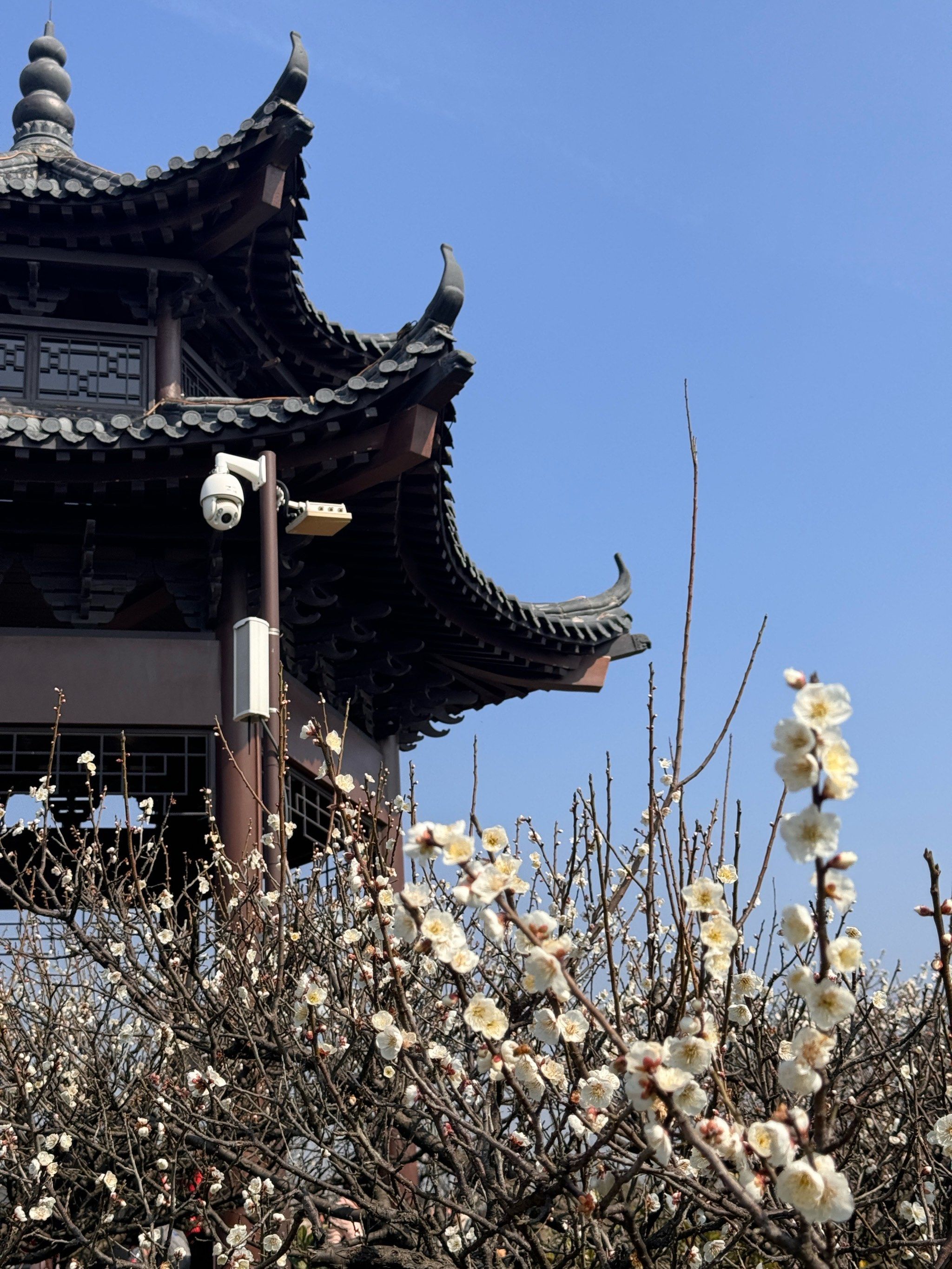 春天还有一个看梅花的好地方,那肯定就是傅家边农业科技园了,这边既