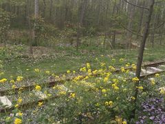 -合肥滨湖国家森林公园