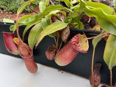 -石家庄市植物园