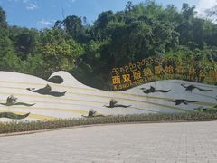 -西双版纳原始森林公园