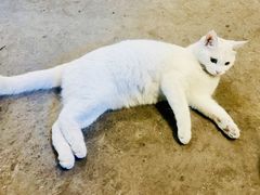 -渝拆火锅(沙坪坝店)