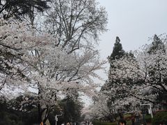 -武汉大学-樱园