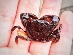 -西涌国际滨海旅游区