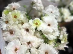 -豆豆花艺(新光天地店)